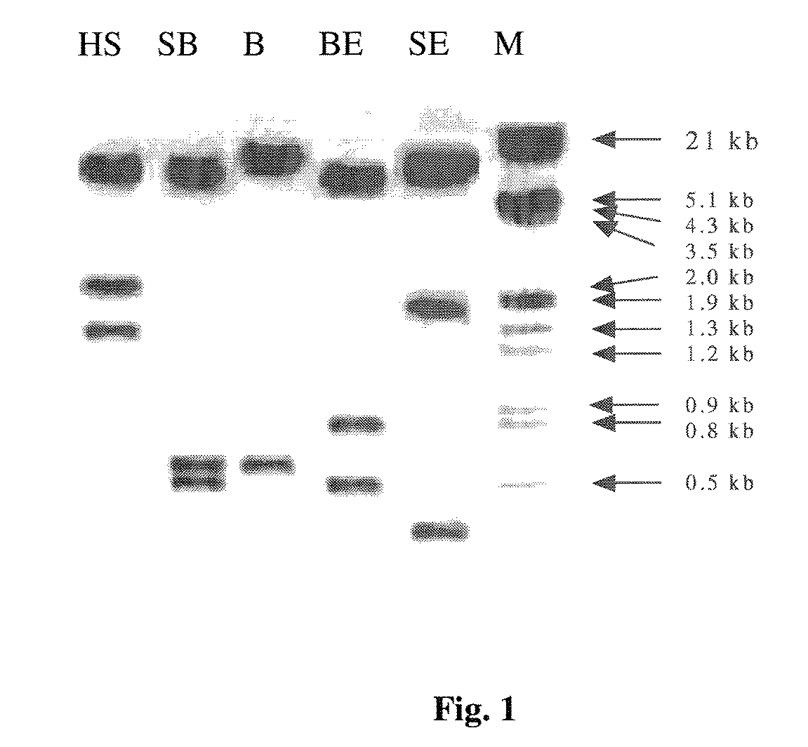 Transgenic sweet sorghum with altered lignin composition and process of preparation thereof