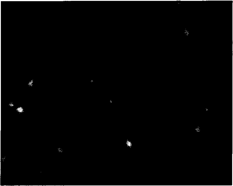 Method for extracorporeally detecting survival rate of sperms