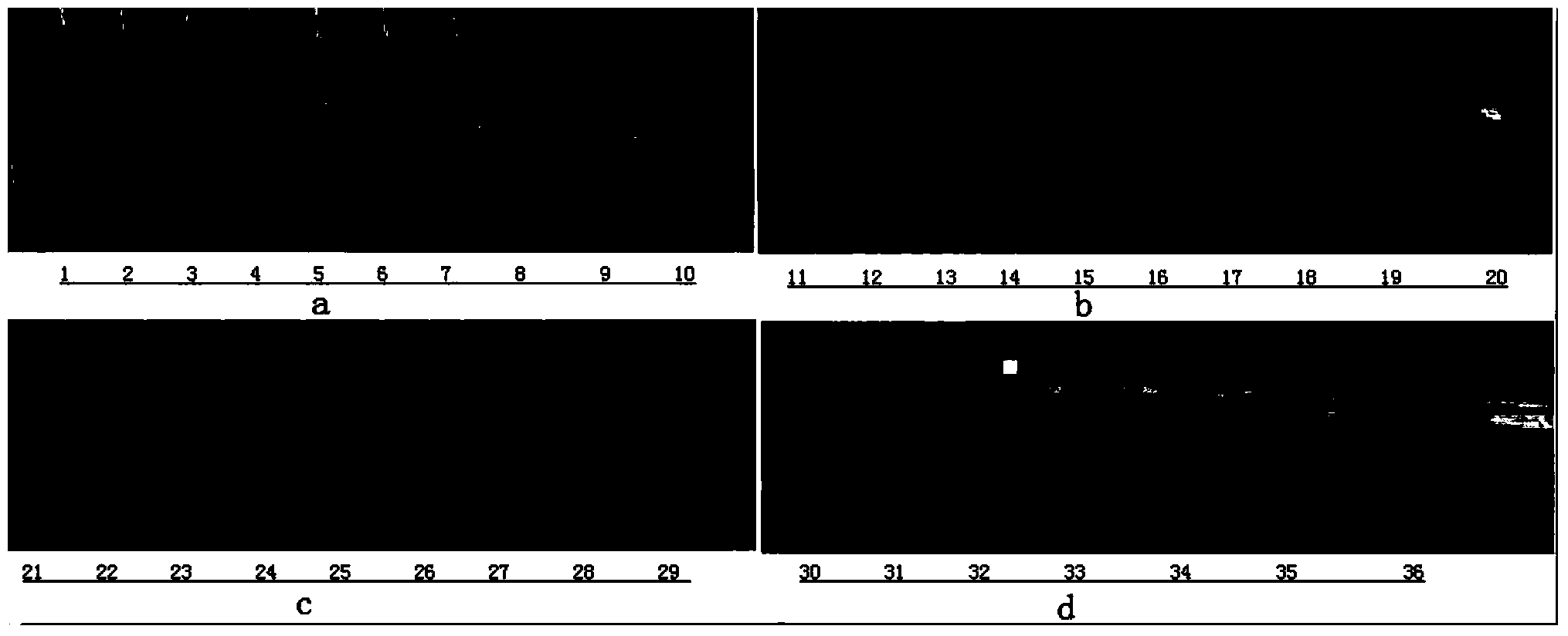 Bacillus subtilis strain capable of killing algae and application thereof