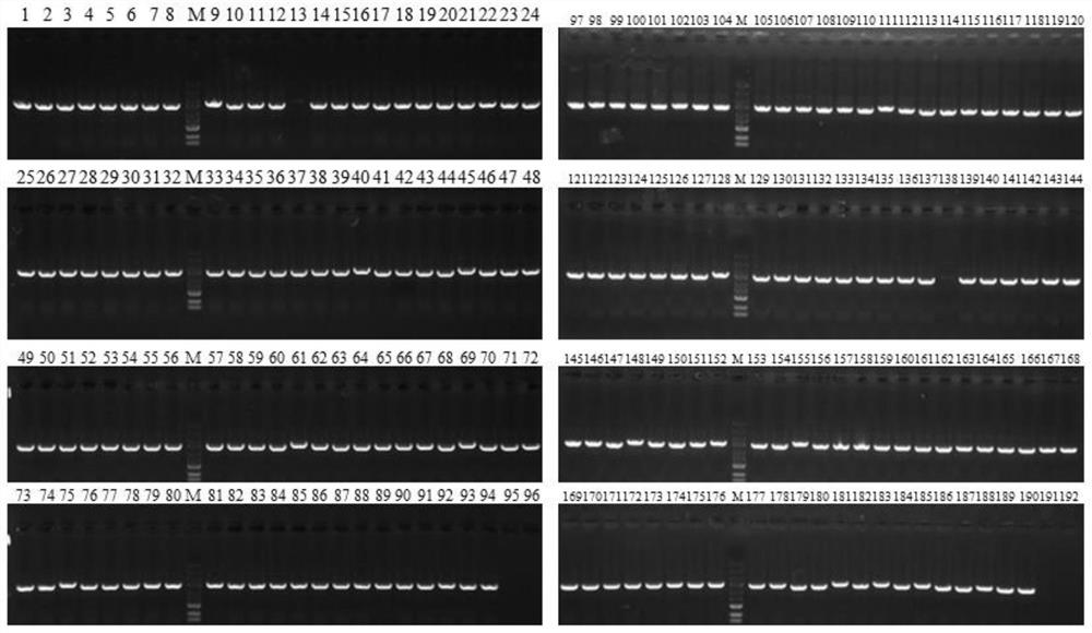 Application of high-throughput screening tool for enabling Escherichia coli to obtain effective NHEJ system in Escherichia coli gene editing