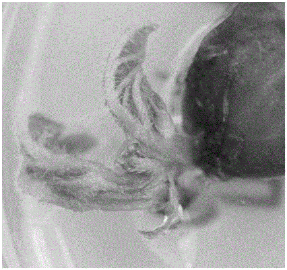 Method and culture medium for efficiently inducing soybean cotyledonary node explants to generate cluster buds