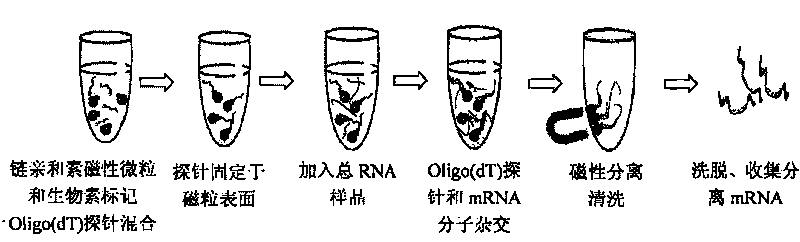 Method for separating mRNA by using gold magnetism particles