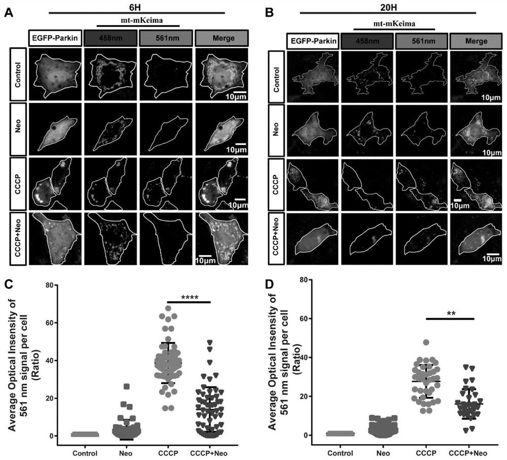 Application of deferiprone in inhibition of ototoxicity of aminoglycoside drugs