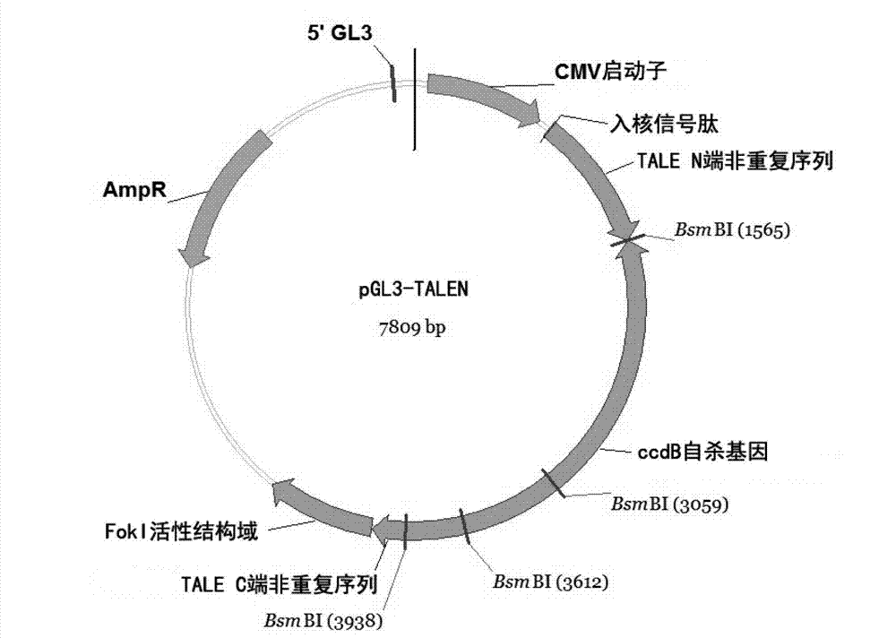 High-efficiency synthesis method of TALE (transcription activator like effectors) repeated segments for genetic fixed-point modification