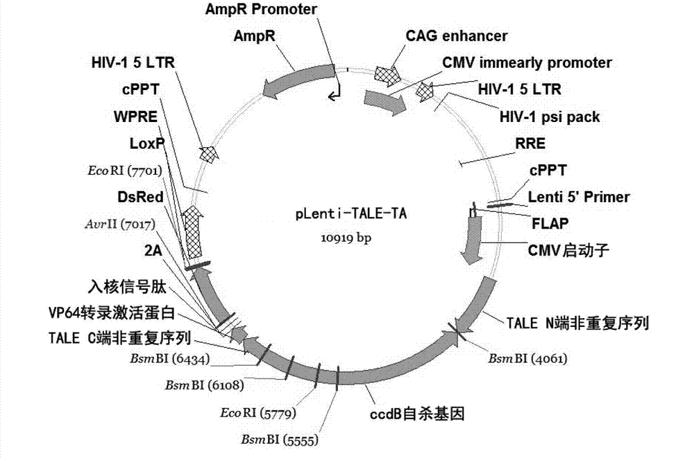 High-efficiency synthesis method of TALE (transcription activator like effectors) repeated segments for genetic fixed-point modification