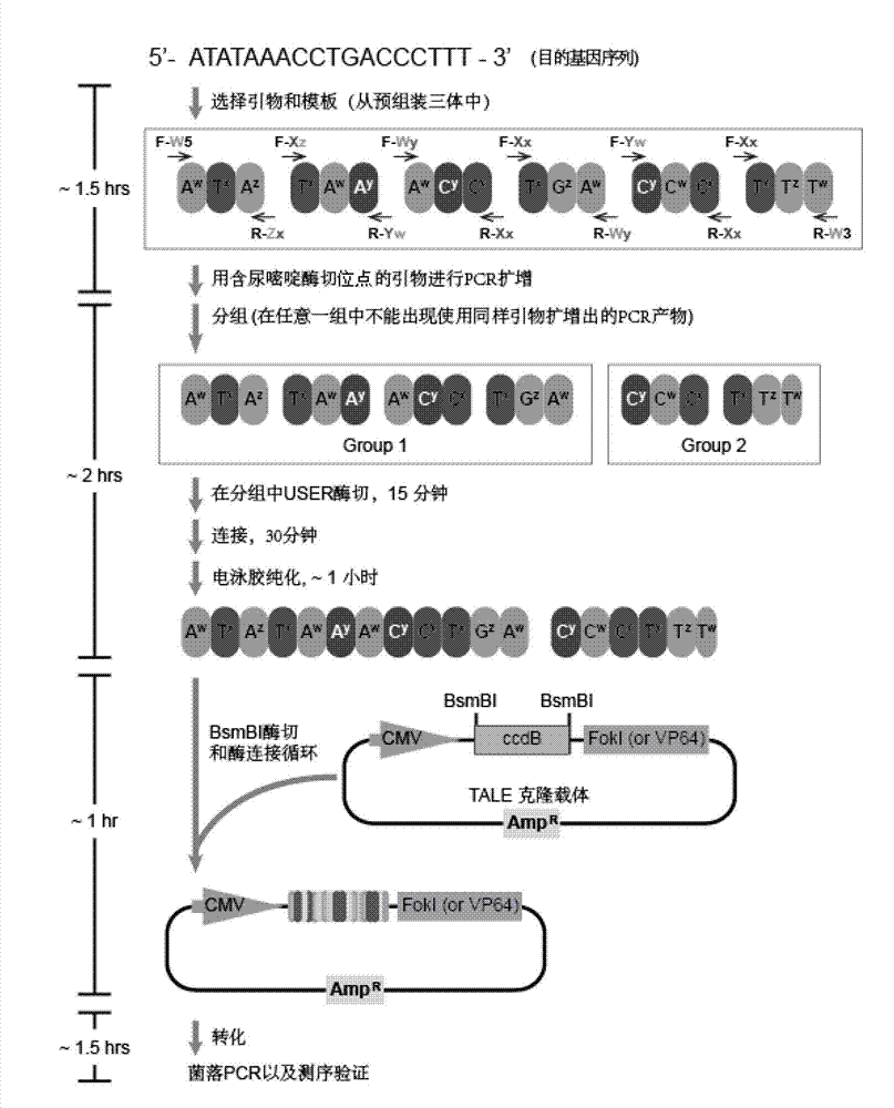 High-efficiency synthesis method of TALE (transcription activator like effectors) repeated segments for genetic fixed-point modification