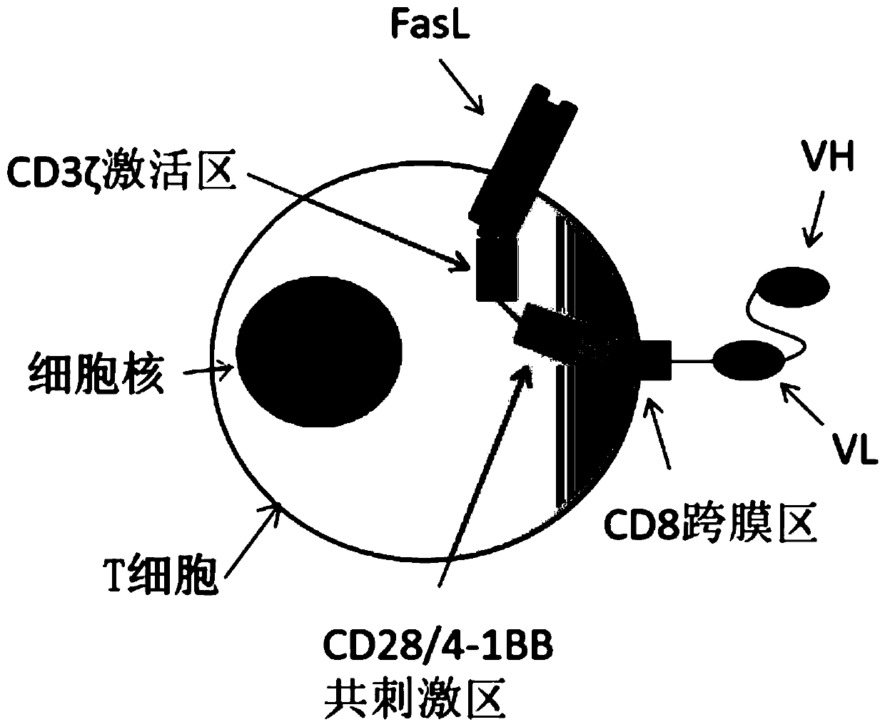 FastL-CAR fusion protein, T cell expressing fusion protein, and preparation method and application thereof