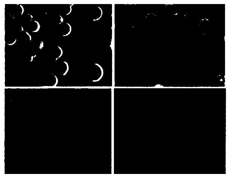 Streptomyces albulus (GS-114) and method of the same to prepare epsilon-polylysine