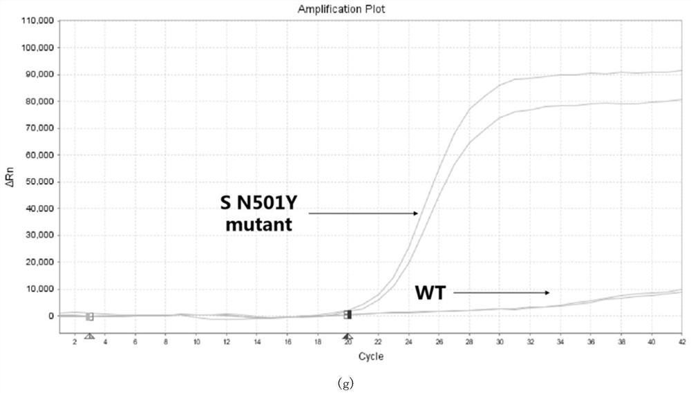 Primer, probe composition and kit for detecting novel coronavirus and variant thereof