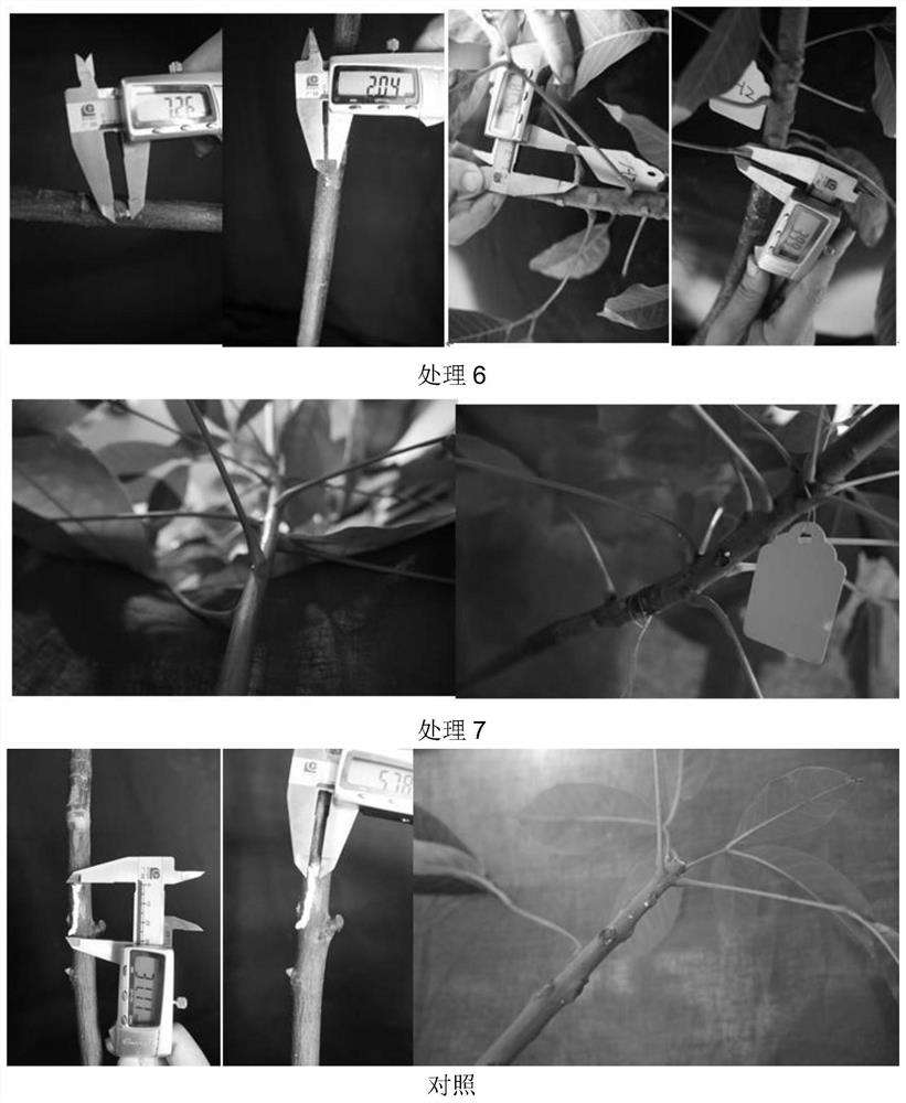 A kind of anti-cold regulator and application of effectively inhibiting rubber tree flow