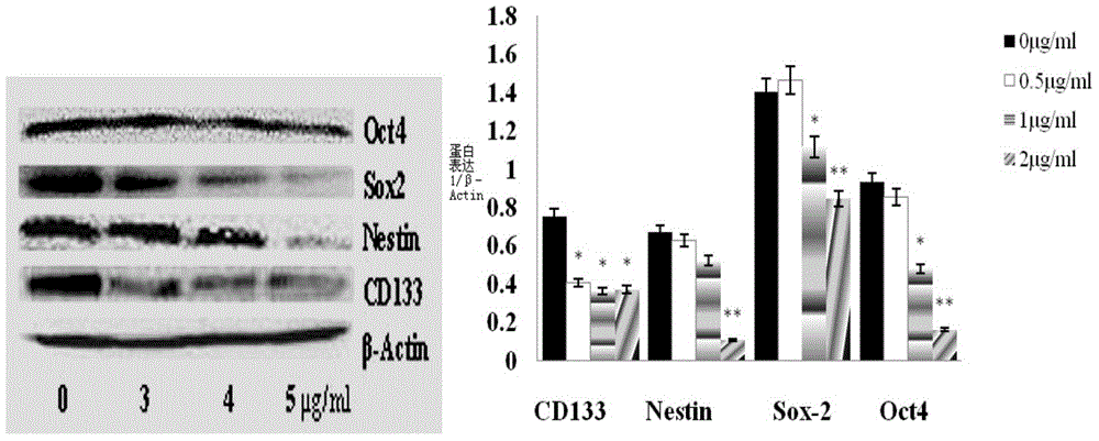 Morusin anti-tumor application