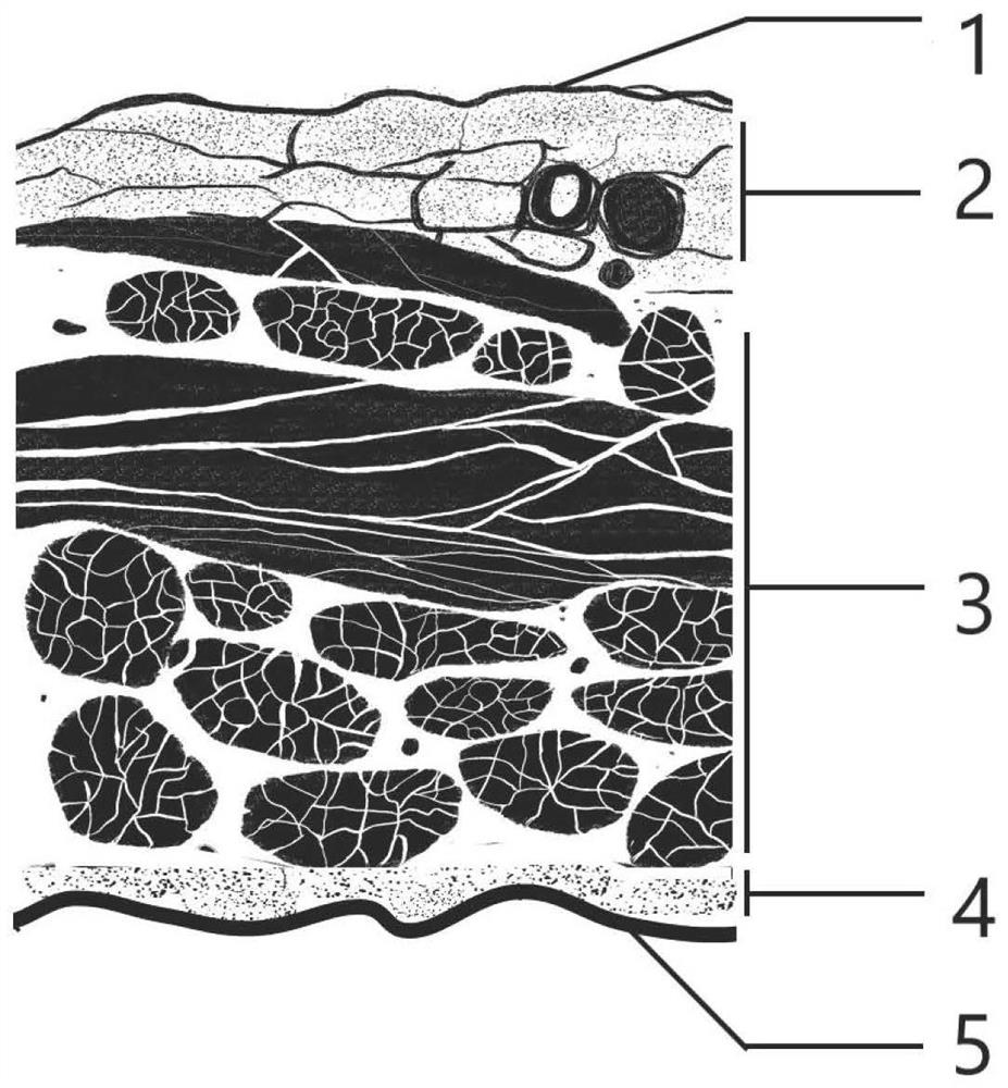 Preparation method of biological membrane as well as product and application of biological membrane