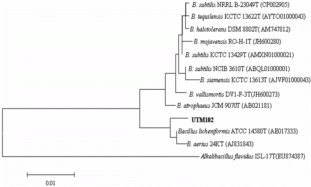 Thermophilic bacillus licheniformis UTM102 for producing phytase and application of thermophilic bacillus licheniformis UTM102