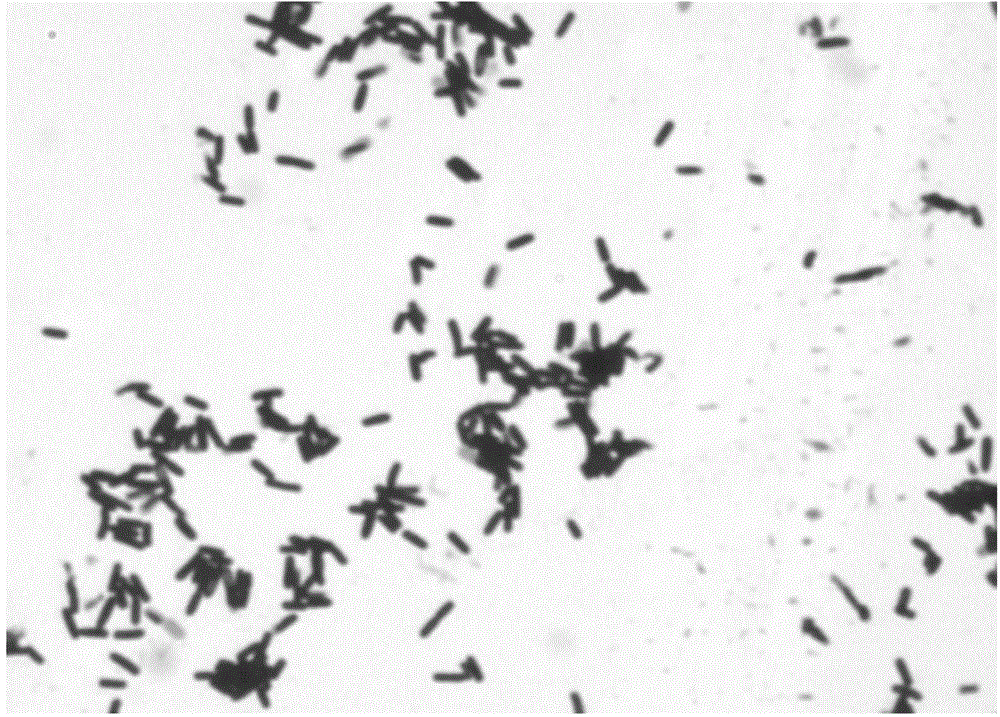 Thermophilic bacillus licheniformis UTM102 for producing phytase and application of thermophilic bacillus licheniformis UTM102