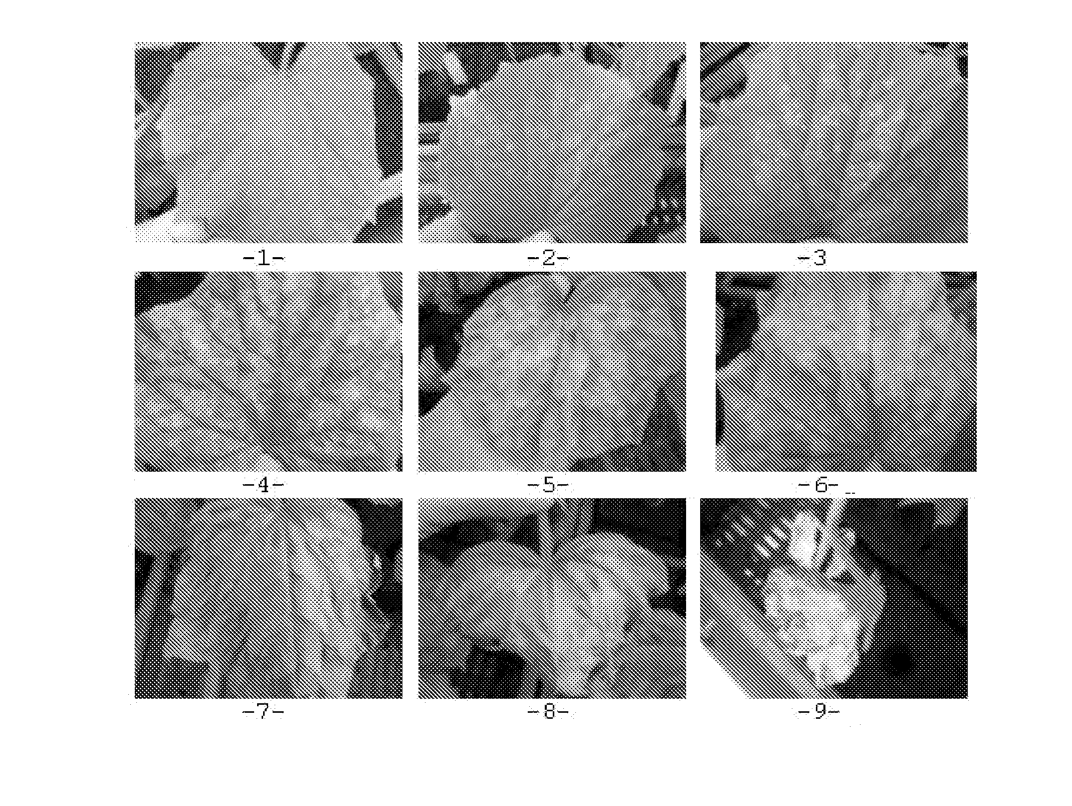 Methods and compositions for identifying downy mildew resistant cucumber plants