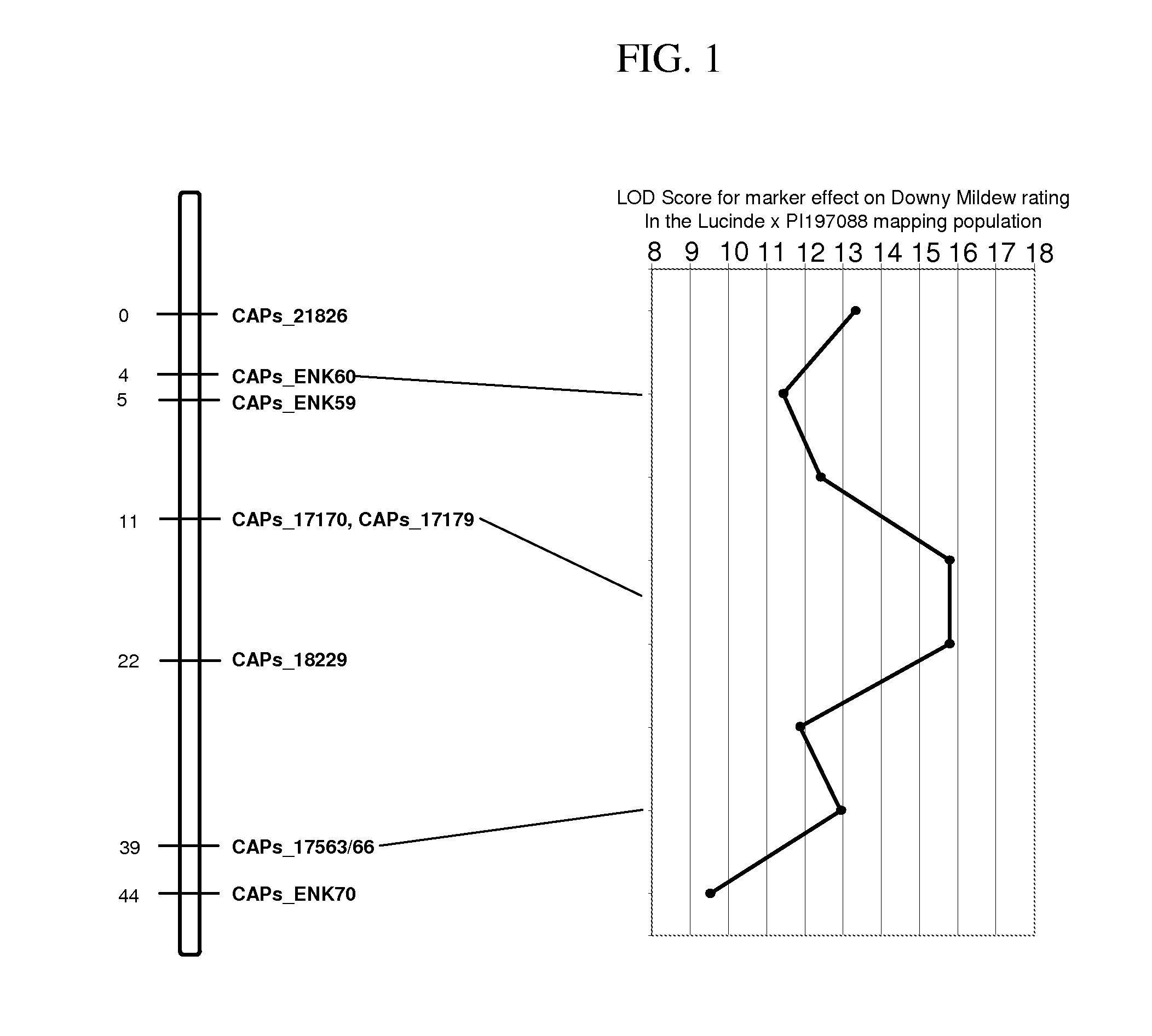 Methods and compositions for identifying downy mildew resistant cucumber plants