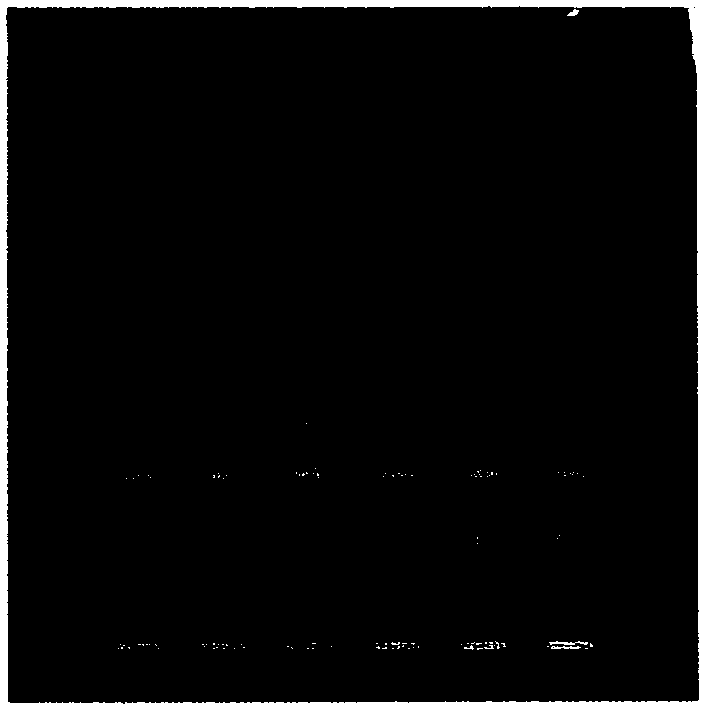 Quality detection method of Eleutherine plicata Herb and extract thereof