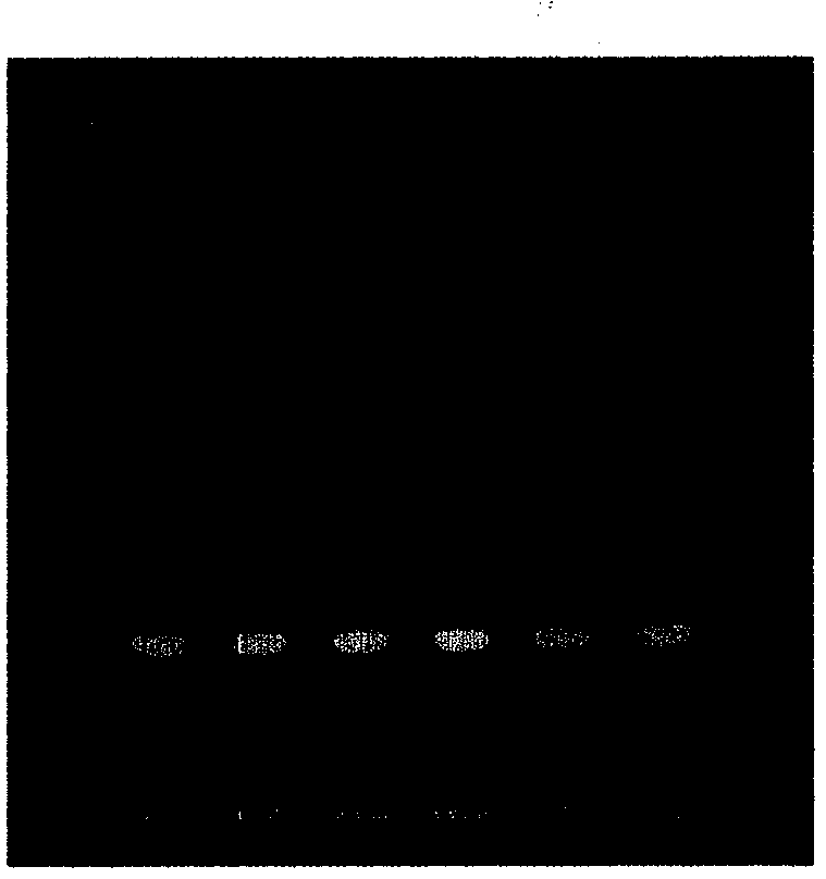 Quality detection method of Eleutherine plicata Herb and extract thereof