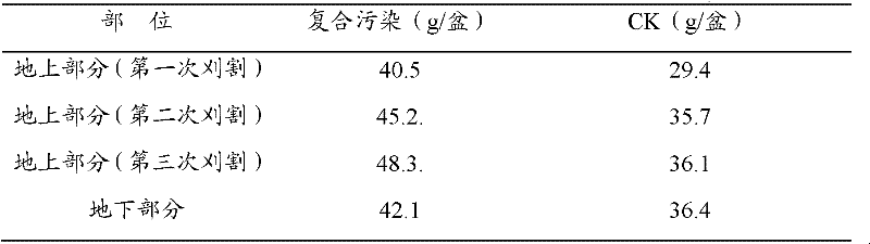 Application of Trifolium repens in remediation of heavy metal contaminated soil