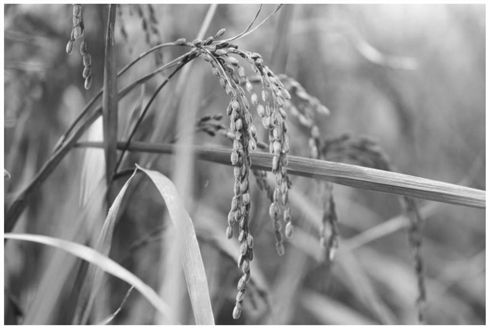 Breeding method of purple-leaf black japonica fragrant rice variety