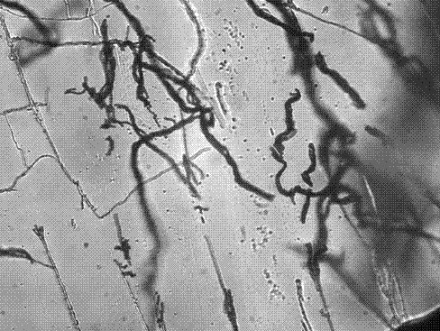 A radiation-resistant Penicillium and its application in biological treatment of adsorbed radioactive strontium 90