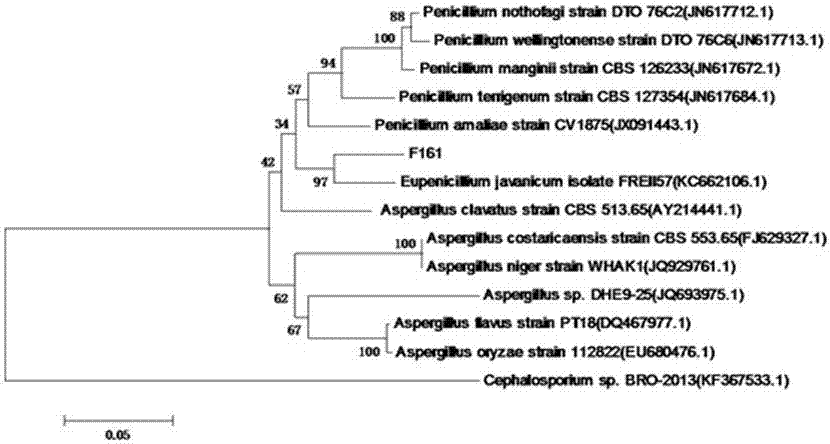 A radiation-resistant Penicillium and its application in biological treatment of adsorbed radioactive strontium 90