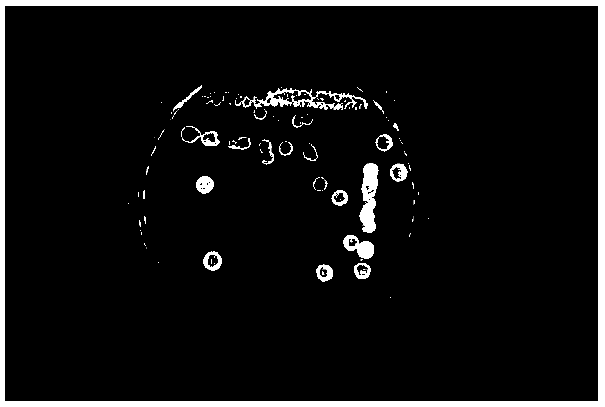 Bacillus siamensis WF2019 strain for degrading aflatoxin B1 and application of bacillus siamensis WF2019 strain