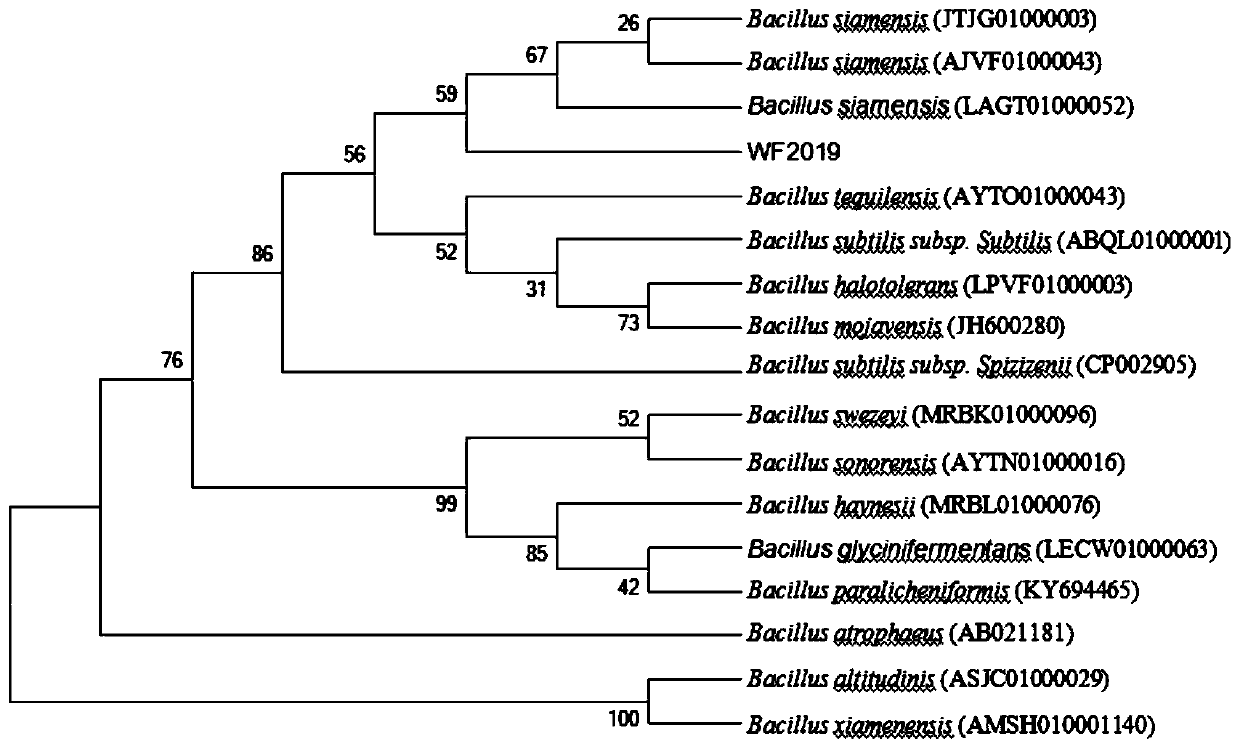 Bacillus siamensis WF2019 strain for degrading aflatoxin B1 and application of bacillus siamensis WF2019 strain