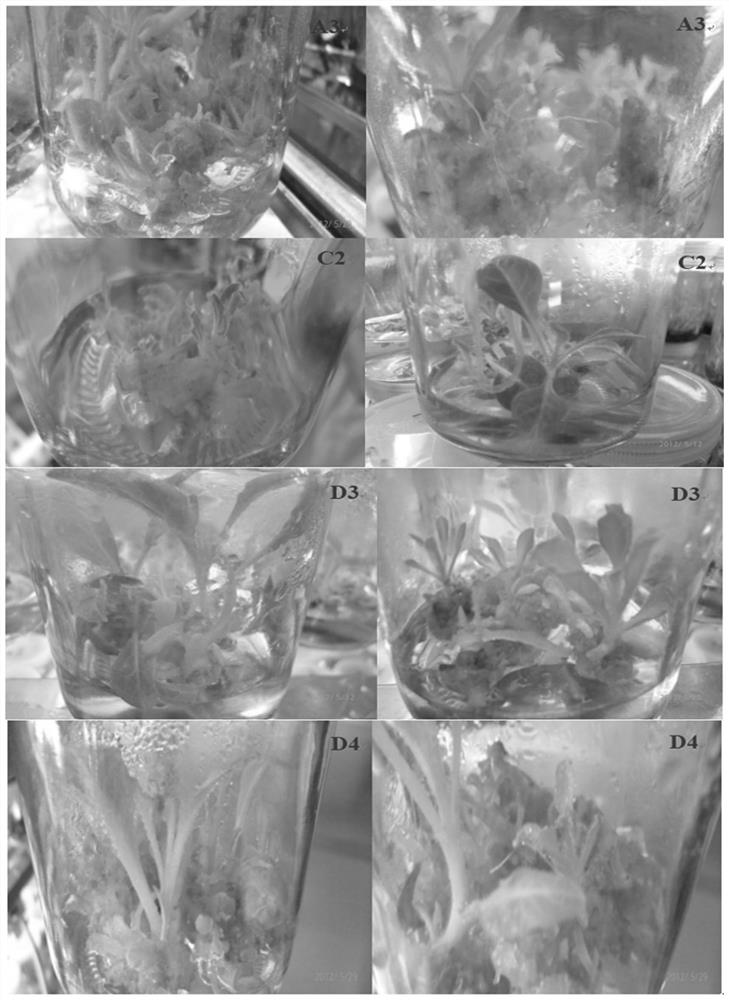 A kind of method for rapid propagation and seedling growth of flue-cured tobacco