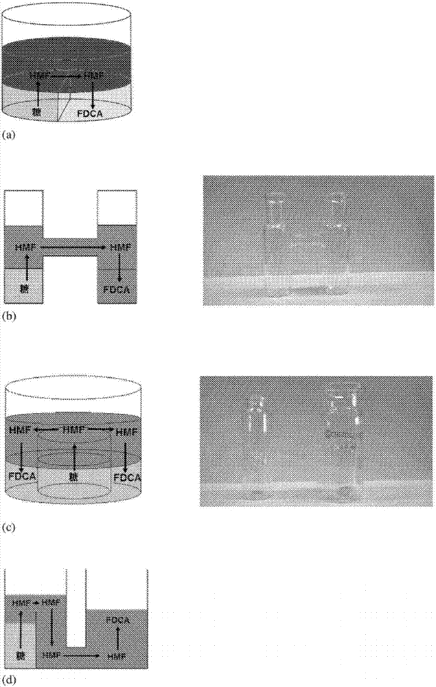 Triphasic system for direct conversion of sugars to furandicarboxylic acid