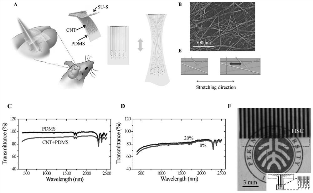 Application of Flexible Transparent Carbon Nanotube Neural Electrode Arrays in Neural Optoelectronic Interfaces