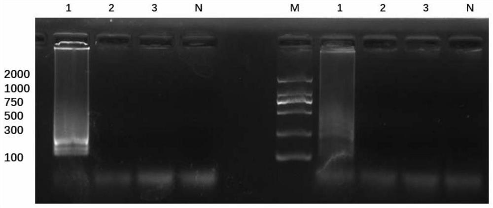 LAMP primer group for identifying bactrocera minax and application of LAMP primer group