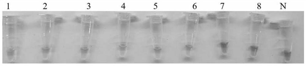 LAMP primer group for identifying bactrocera minax and application of LAMP primer group