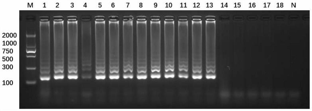 LAMP primer group for identifying bactrocera minax and application of LAMP primer group