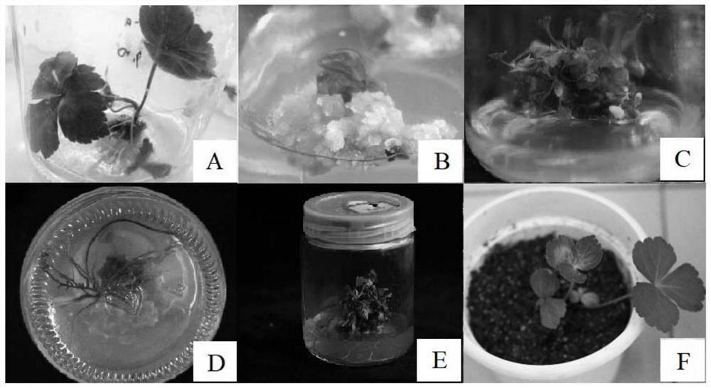 Rapid propagation method of angelica keiskei