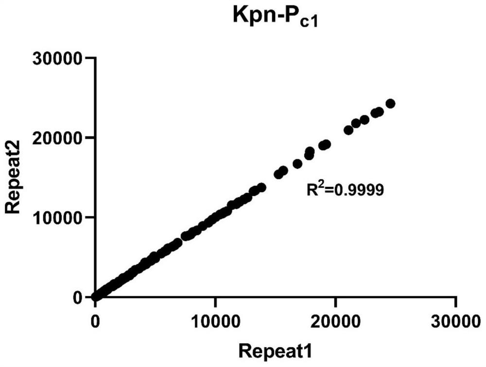 SgRNA library, knock-down gene library and construction method and application of knock-down gene library