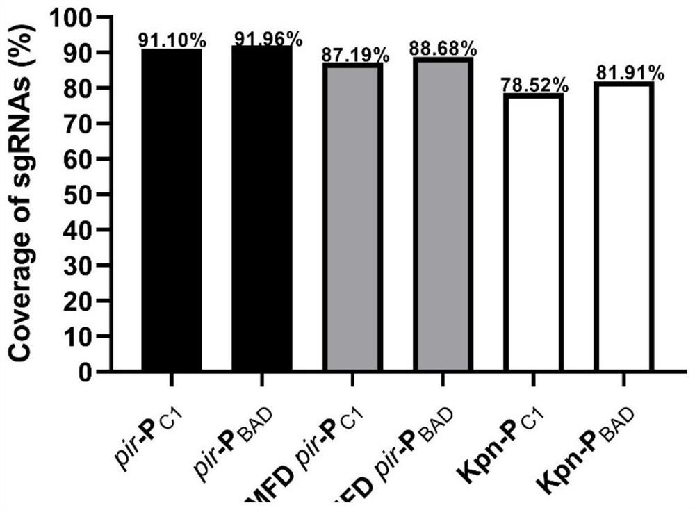 SgRNA library, knock-down gene library and construction method and application of knock-down gene library