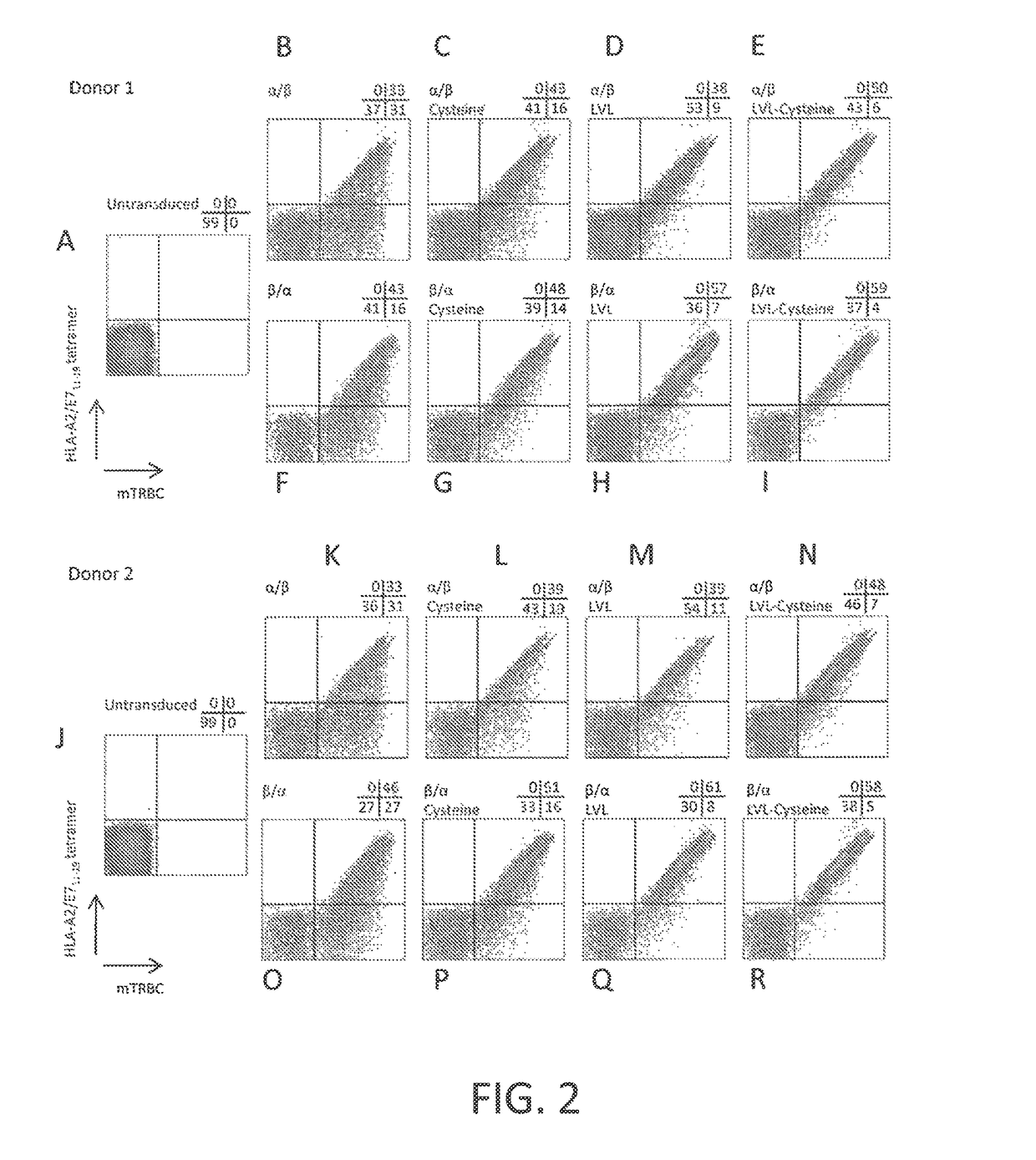 Anti-human papillomavirus 16 E7 T cell receptors