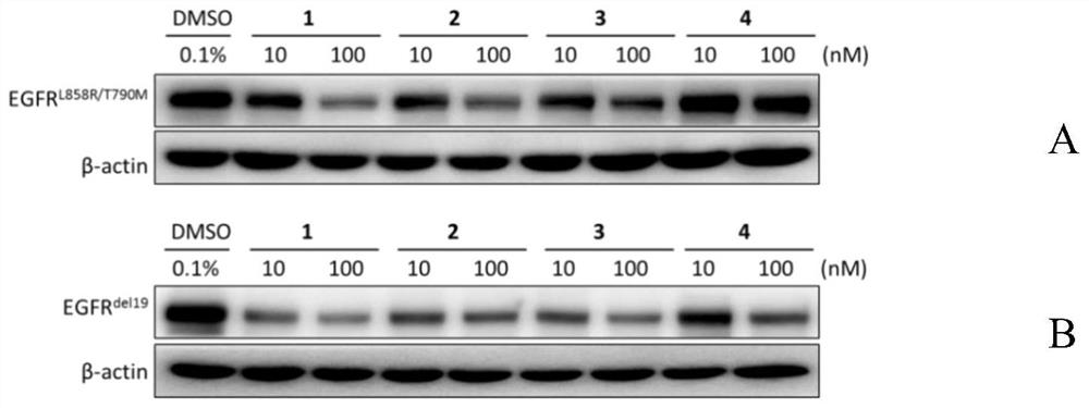 EGFR degradation agent containing 2, 8, 9-trisubstituted-9H-purine structure fragment and salt and application of EGFR degradation agent