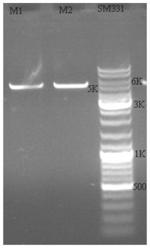 PD-L1 nanobody as well as preparation method and application thereof