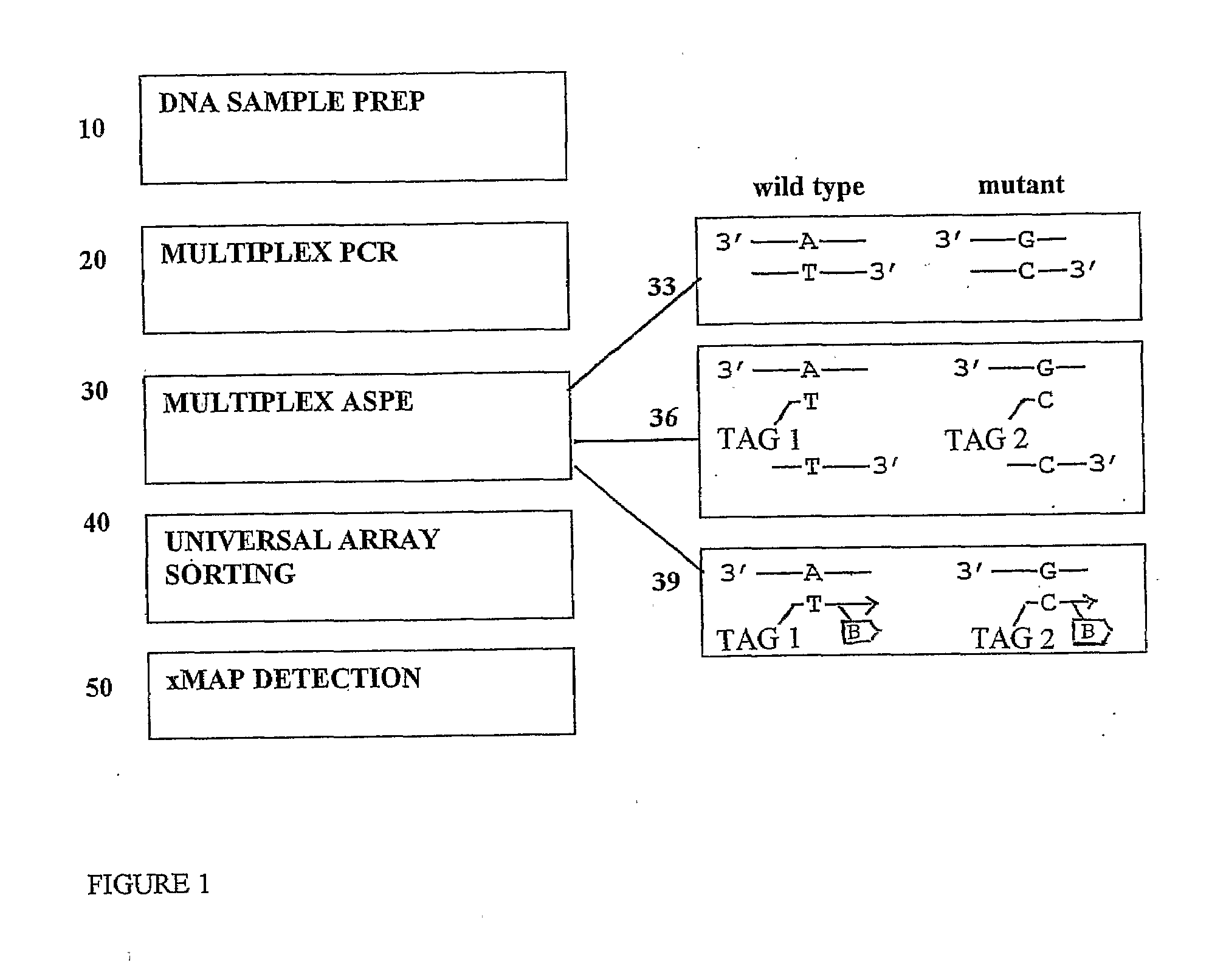 Method of Detecting Cystic Fibrosis Associated Mutations