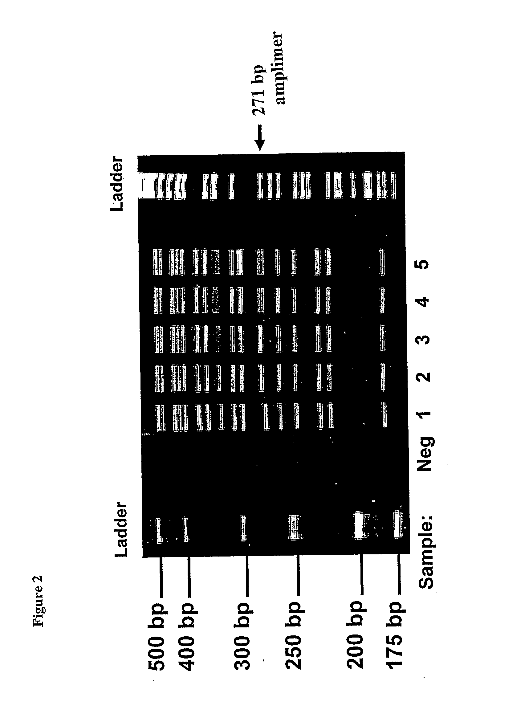 Method of Detecting Cystic Fibrosis Associated Mutations