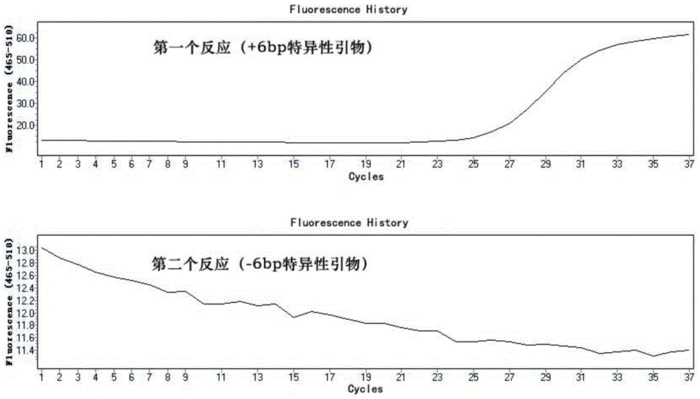 A method for detecting polymorphism of tyms gene based on fluorescent pcr