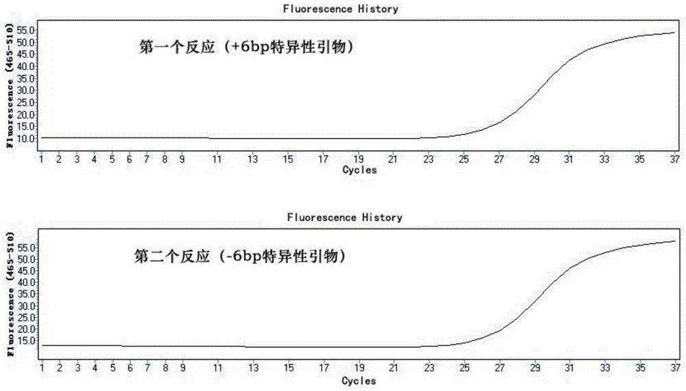 A method for detecting polymorphism of tyms gene based on fluorescent pcr