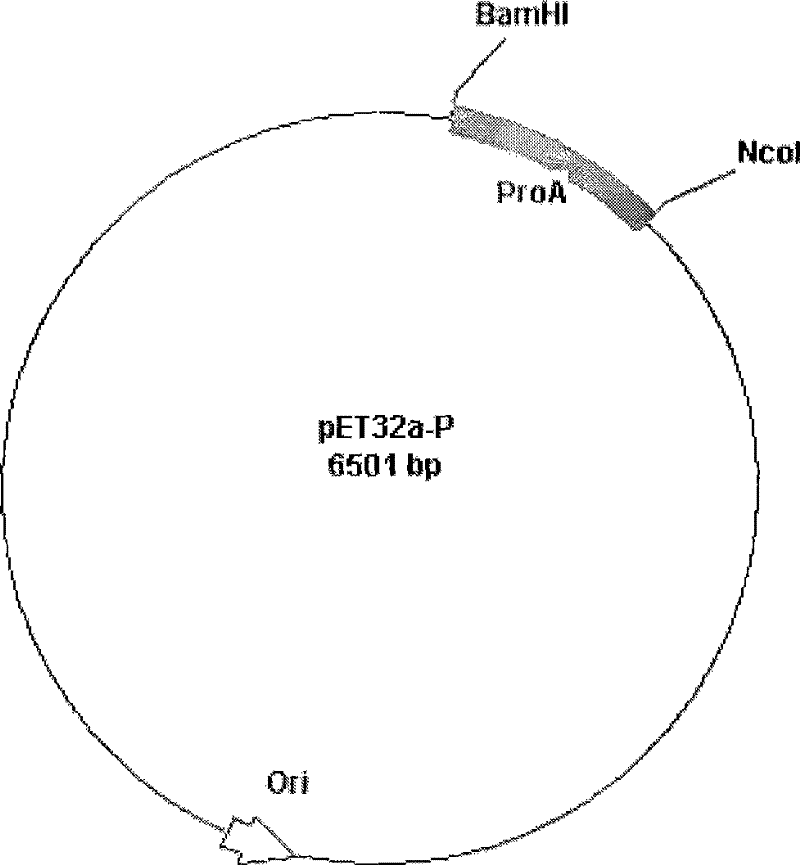 Method for preparing A gene of recombined protein, and expressed products and application