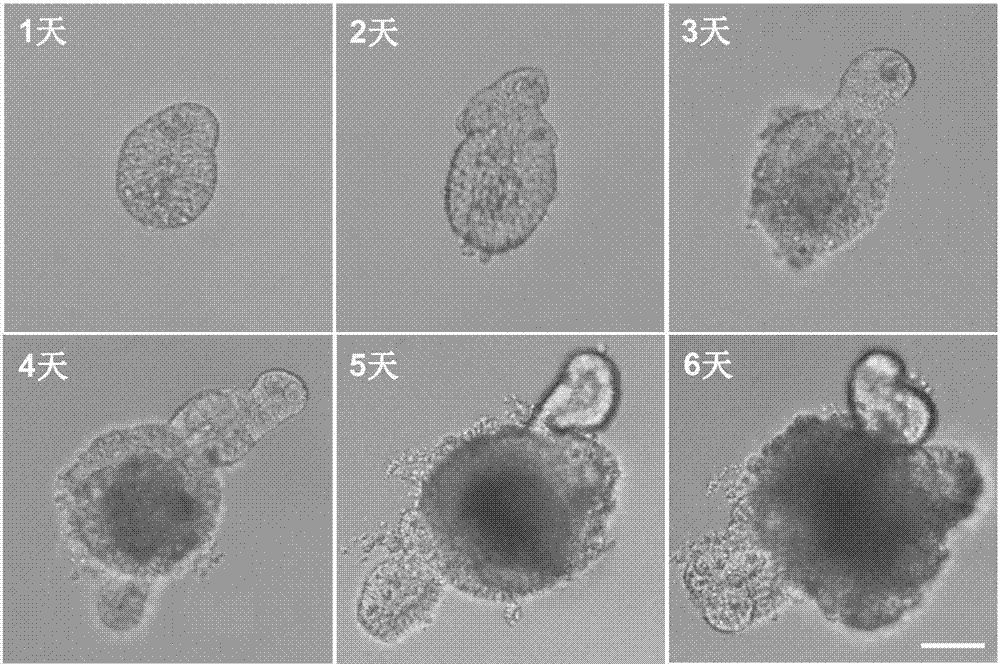 Method for building BCRP (breast cancer resistance proteins) mediated medicine transport models for research on 3D (three-dimensional) organs of small intestines and application