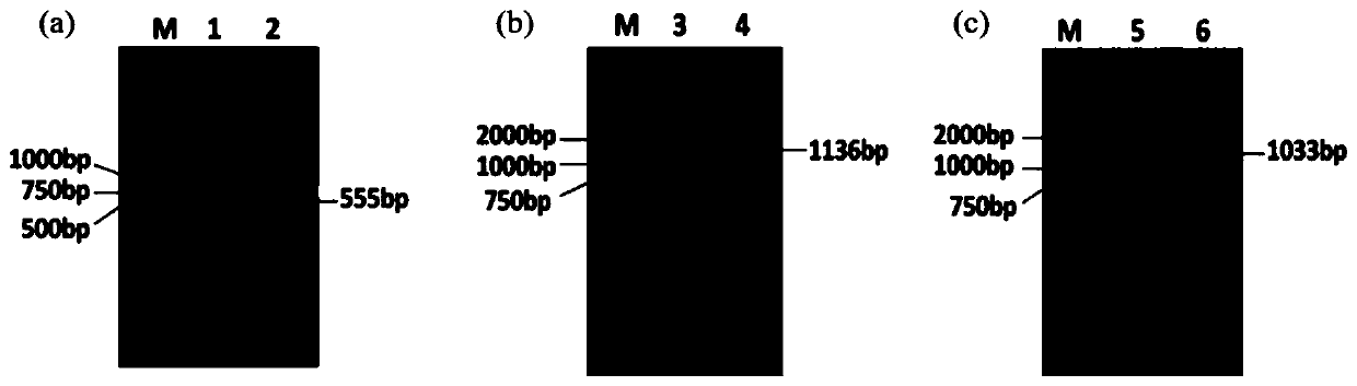 Elytrigia elongata external rectification potassium channel protein and coding gene and application thereof