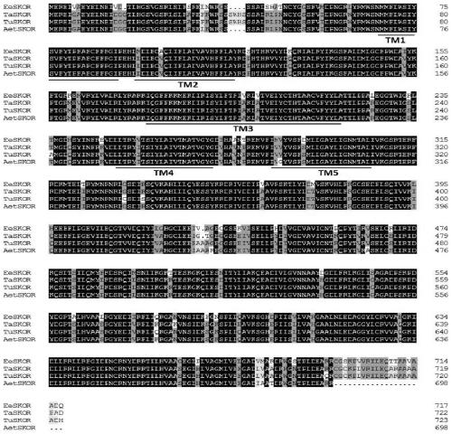 Elytrigia elongata external rectification potassium channel protein and coding gene and application thereof