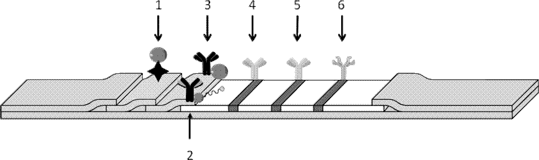 Immunochromatographic test strip for semi-quantitatively and simultaneously detecting cTnI and Myo and preparation method thereof