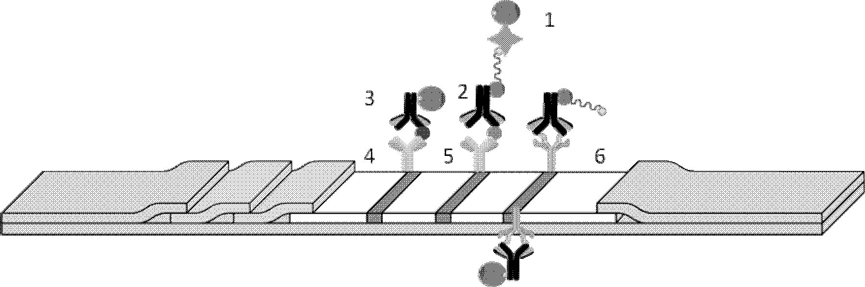 Immunochromatographic test strip for semi-quantitatively and simultaneously detecting cTnI and Myo and preparation method thereof